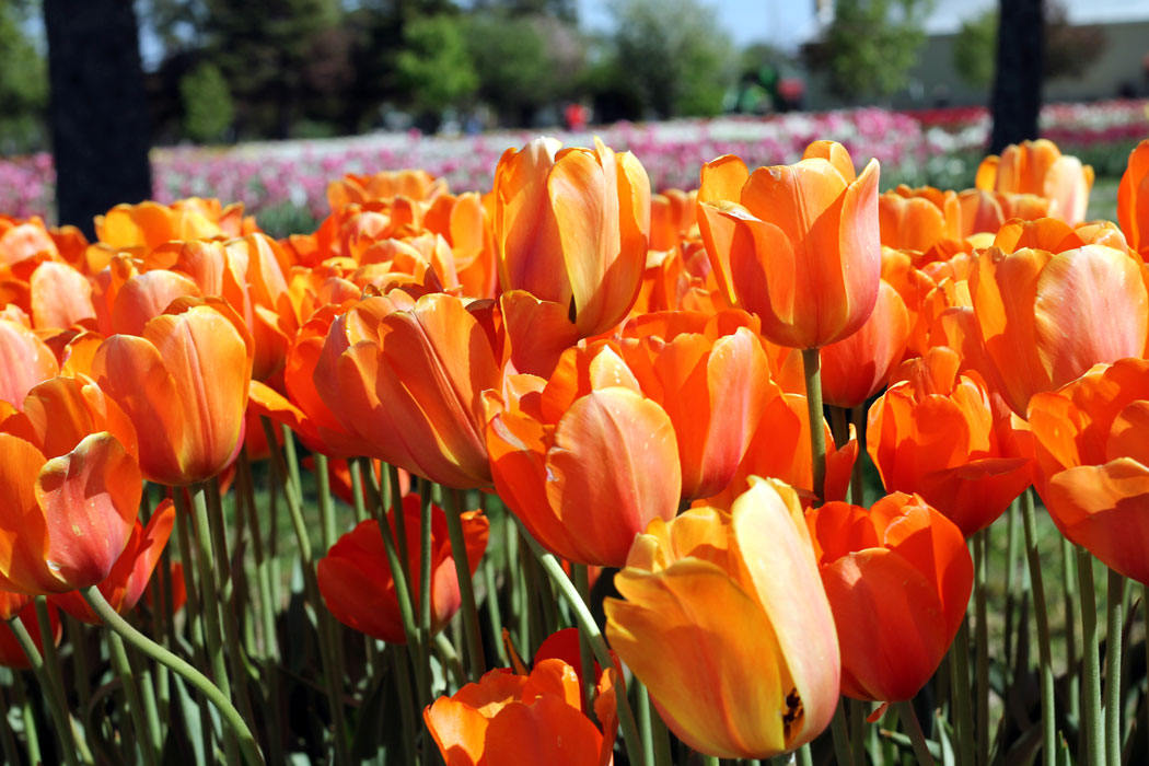 West Michigan Weekend: De Klomp Factory & Veldheer Tulip Gardens in Holland, Michigan - (via Wading in Big Shoes)