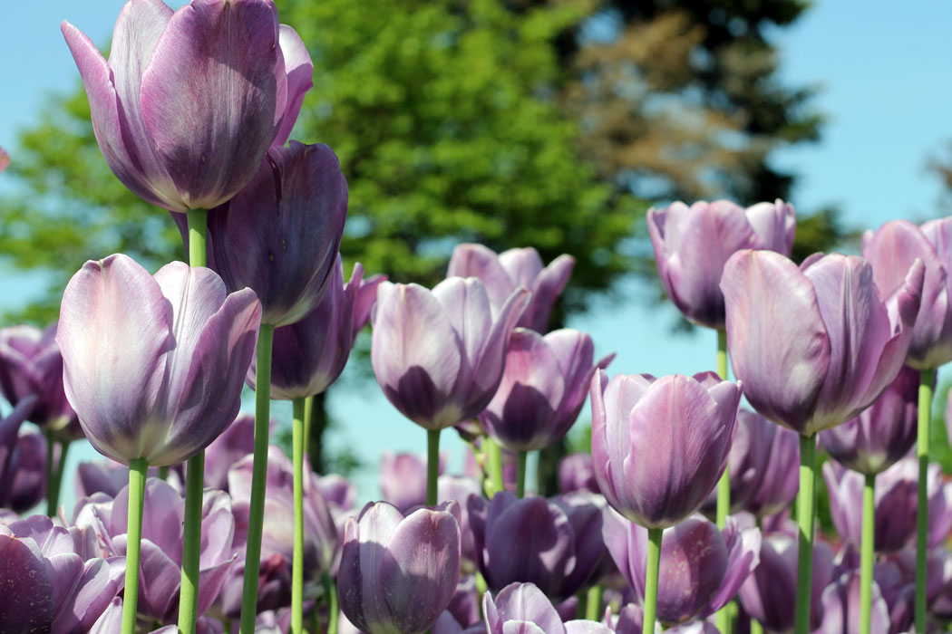 West Michigan Weekend: De Klomp Factory & Veldheer Tulip Gardens in Holland, Michigan - (via Wading in Big Shoes)
